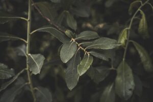 najlepsze-piesze-szlaki-na-maderze-odkryj-las-wawrzynowy-z-mapa-i-poradami-1