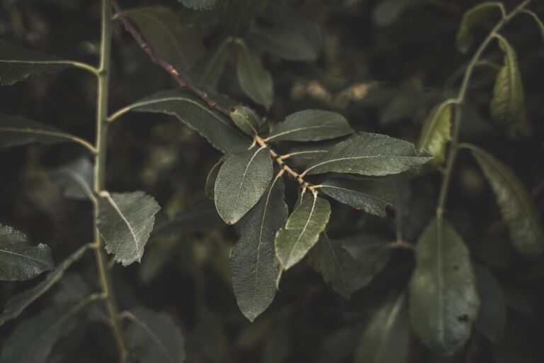 najlepsze-piesze-szlaki-na-maderze-odkryj-las-wawrzynowy-z-mapa-i-poradami-1