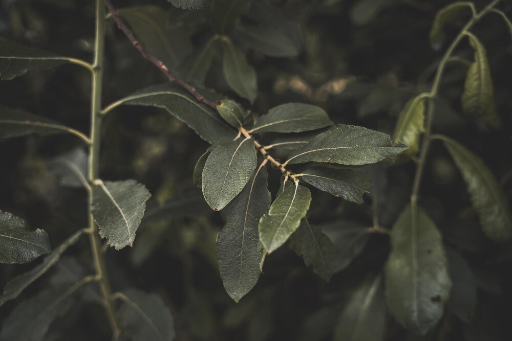 najlepsze-piesze-szlaki-na-maderze-odkryj-las-wawrzynowy-z-mapa-i-poradami-1